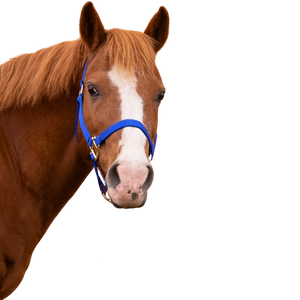 A chestnut pony horse head with a blaze and a blue halter.